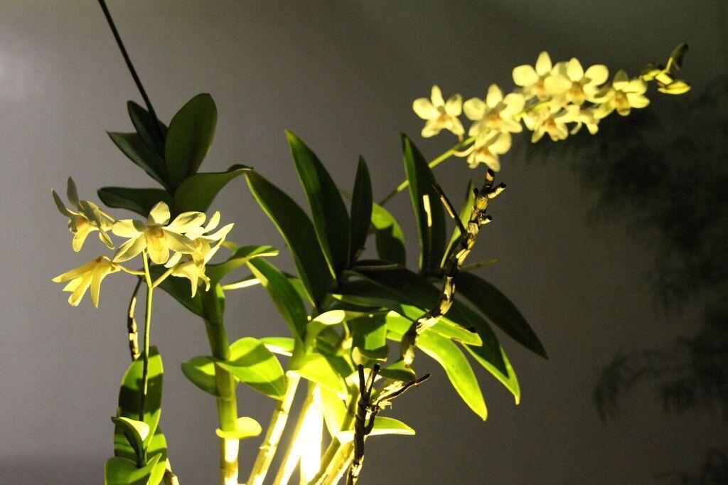 Orchid Lagan Place Palawan Puerto Princesa Ngoại thất bức ảnh