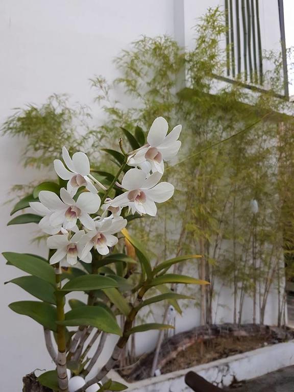 Orchid Lagan Place Palawan Puerto Princesa Ngoại thất bức ảnh